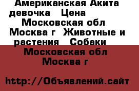 Американская Акита девочка › Цена ­ 55 000 - Московская обл., Москва г. Животные и растения » Собаки   . Московская обл.,Москва г.